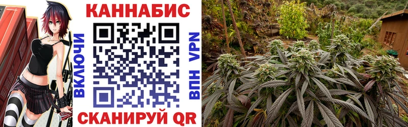 Купить  Сясьстрой  Канабис SATIVA & INDICA 
